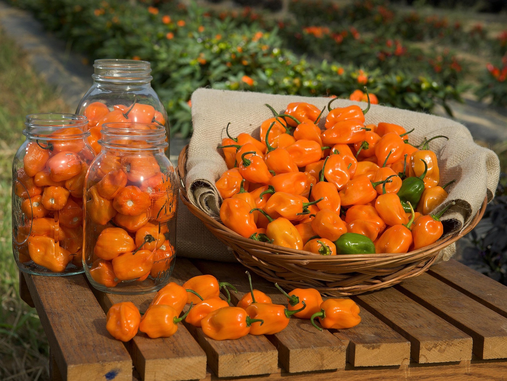 Habanero Peppers